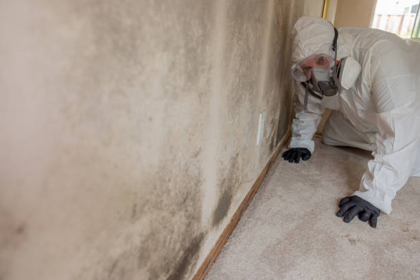 Asbestos and Lead Testing During Mold Inspection in Salineville, OH